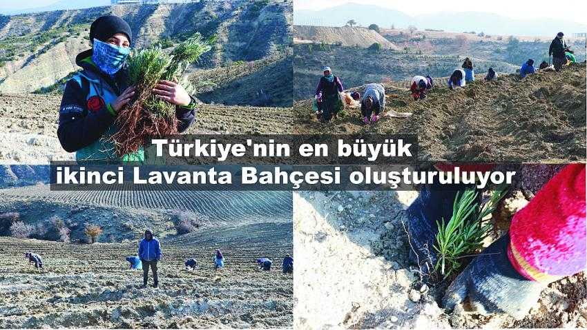 MAKÜ’de 1300 rakımda lavanta bahçesi oluşturuluyor