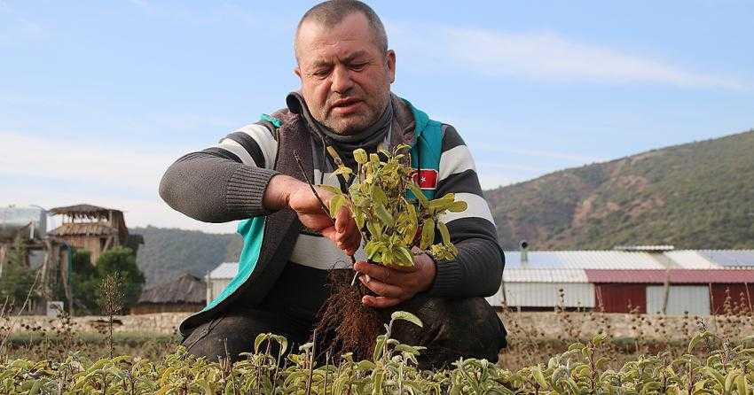 ‘BAĞIŞIKLIK SİSTEMİNİ GÜÇLENDİRMEDE ADA ÇAYI ÇOK ETKİLİ’