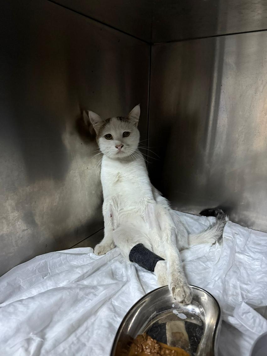 Burdur’da Kedi Havalı Tüfekle Vuruldu!