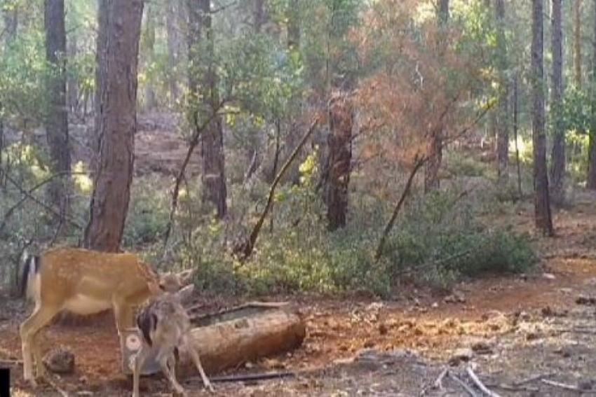 Alageyik ve yavrusundan ormanda su molası