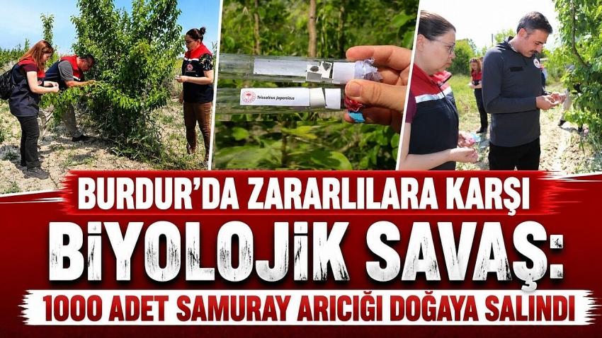 BURDUR’DA 1000 ADET SAMURAY ARICIĞI DOĞAYA SALINDI