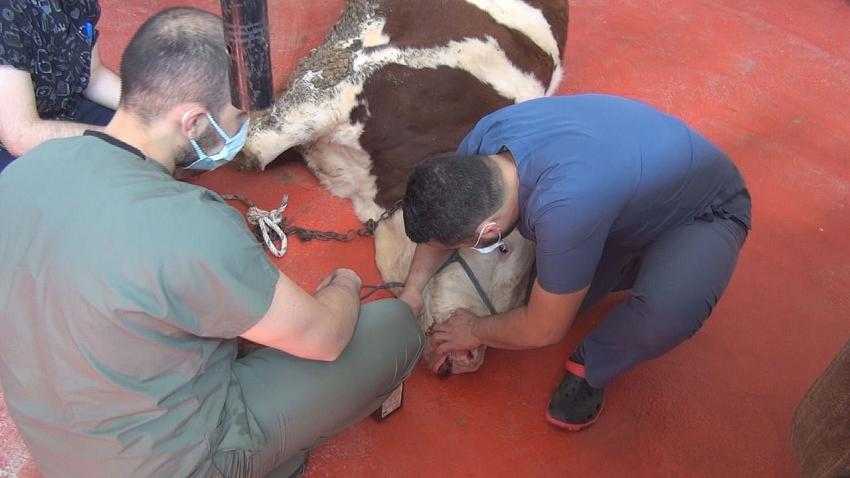 Kiraz İnek MAKÜ Veteriner Fakültesi Hekimlerine Emanet