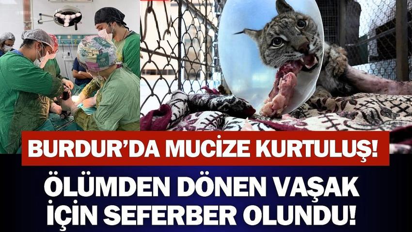 Burdur’da Mucize Kurtuluş! Ölümden Dönen Vaşak İçin Seferber Olundu!