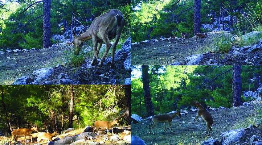 Yaban Keçileri fotokapana takıldı