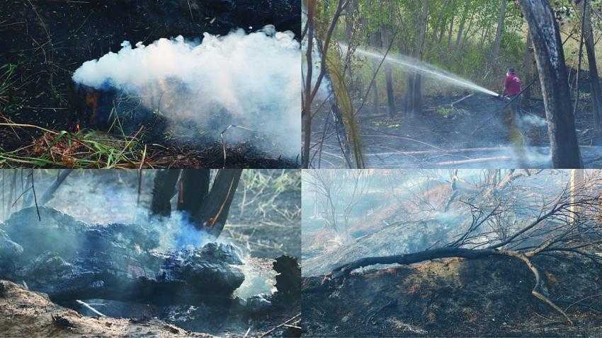 Yarıköy’de çıkan yangın da 100’e yakın ağaç yandı