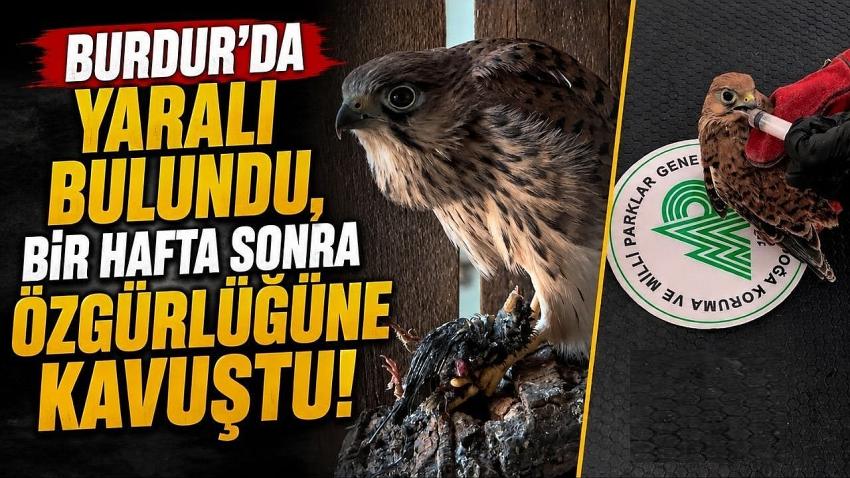 Burdur’da Yaralı Bulundu, Bir Hafta Sonra Özgürlüğüne Kavuştu!
