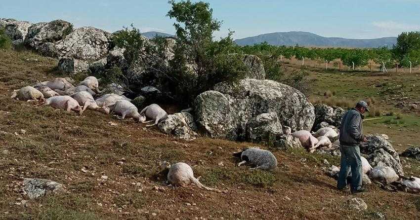 BURDUR’DA YILDIRIM İSABET EDEN 23 KOYUN TELEF OLDU